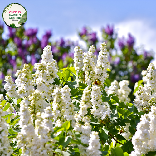 "A delightful image of the Syringa vulgaris 'Cora Brandt' plant, commonly known as the Lilac. This deciduous shrub features gracefully arching branches adorned with clusters of fragrant, pale lavender-pink flowers. The heart-shaped green leaves create a lush backdrop to the charming blooms. 'Cora Brandt' is a cultivar of the Lilac, celebrated for its elegant form and ornamental appeal. 