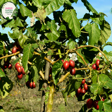 Load image into Gallery viewer, Close-up of a Tamarillo (Solanum betaceum) plant. The image showcases a ripe tamarillo fruit with smooth, glossy, deep red skin hanging from a thin, green stem. The fruit is oval-shaped and slightly elongated, with a vibrant color that contrasts with the surrounding foliage. The leaves are large, heart-shaped, and dark green with a slightly rough texture and prominent veins. 
