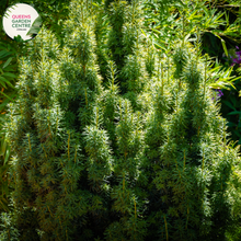 Load image into Gallery viewer, Close-up of Taxus baccata &#39;Fastigiata&#39;: This image provides a detailed view of the Taxus baccata &#39;Fastigiata&#39; plant. The close-up highlights the dark green, needle-like foliage characteristic of this cultivar. The leaves are arranged densely along the upright branches, giving the plant a columnar, fastigiate form. The foliage appears glossy and lush, creating a striking contrast against the surrounding landscape. 
