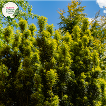 Load image into Gallery viewer, Close-up of Taxus baccata &#39;Fastigiata&#39;: This image provides a detailed view of the Taxus baccata &#39;Fastigiata&#39; plant. The close-up highlights the dark green, needle-like foliage characteristic of this cultivar. The leaves are arranged densely along the upright branches, giving the plant a columnar, fastigiate form. The foliage appears glossy and lush, creating a striking contrast against the surrounding landscape. 
