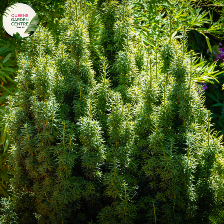 Close-up of Taxus baccata 'Fastigiata': This image provides a detailed view of the Taxus baccata 'Fastigiata' plant. The close-up highlights the dark green, needle-like foliage characteristic of this cultivar. The leaves are arranged densely along the upright branches, giving the plant a columnar, fastigiate form. The foliage appears glossy and lush, creating a striking contrast against the surrounding landscape. 