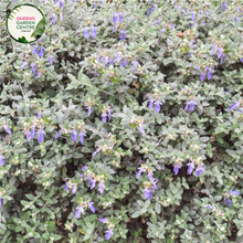 Load image into Gallery viewer, &quot;A captivating image of the Teucrium fruticans plant, commonly known as the Bush Germander. This evergreen shrub features silvery-gray, aromatic foliage and displays a compact, mounding form. In this visual, the plant is adorned with clusters of small, lavender-blue flowers. Teucrium fruticans is valued for its drought tolerance and ornamental qualities, making it an attractive addition to garden landscapes. 
