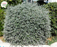 Load image into Gallery viewer, &quot;A captivating image of the Teucrium fruticans plant, commonly known as the Bush Germander. This evergreen shrub features silvery-gray, aromatic foliage and displays a compact, mounding form. In this visual, the plant is adorned with clusters of small, lavender-blue flowers. Teucrium fruticans is valued for its drought tolerance and ornamental qualities, making it an attractive addition to garden landscapes. 
