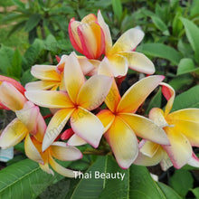 Load image into Gallery viewer, Close-up of Thai Beauty Frangipani: A mesmerizing view of the Thai Beauty Frangipani flower, showcasing its intricate details up close. The petals display a gradient of delicate pink hues, with darker pink veins adding depth and dimension. The center of the flower features a vibrant yellow-orange hue, drawing the eye to its captivating beauty. The velvety texture of the petals and the subtle curvature of each petal&#39;s edge are highlighted in this close-up shot, evoking a sense of elegance and grace.
