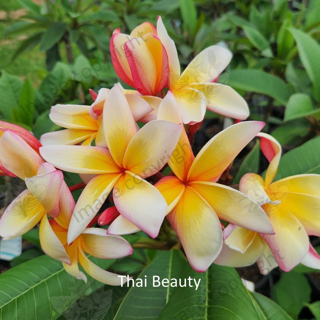 Close-up of Thai Beauty Frangipani: A mesmerizing view of the Thai Beauty Frangipani flower, showcasing its intricate details up close. The petals display a gradient of delicate pink hues, with darker pink veins adding depth and dimension. The center of the flower features a vibrant yellow-orange hue, drawing the eye to its captivating beauty. The velvety texture of the petals and the subtle curvature of each petal's edge are highlighted in this close-up shot, evoking a sense of elegance and grace.