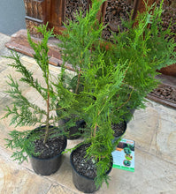 Load image into Gallery viewer, Thuja Plicata
