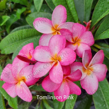 Load image into Gallery viewer, Close-up of Tomlinson Pink Frangipani: A stunning close-up image capturing the intricate details of the Tomlinson Pink Frangipani flower. The petals exhibit a soft pink color with subtle variations, forming a beautiful gradient towards the center. Delicate veins run through the petals, adding texture and depth to the bloom. The center of the flower showcases a vibrant yellow-orange hue, contrasting elegantly with the surrounding pink petals. 
