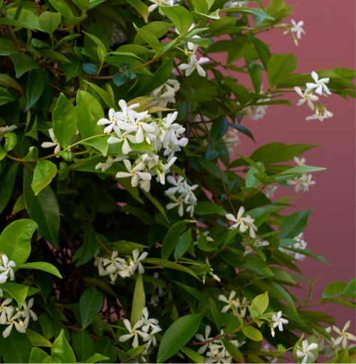 "A picturesque view of the Trachelospermum asiaticum plant, commonly known as Asiatic Jasmine or Asian Star Jasmine. This evergreen ground cover features glossy, dark green leaves arranged in a dense and sprawling pattern. The vine is highlighted by clusters of small, fragrant, star-shaped white flowers.