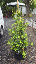 Load image into Gallery viewer, Trachelospermum Jasminoides
