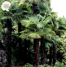 Load image into Gallery viewer, Alt text: Trachycarpus fortunei, also known as the Windmill Palm, is a hardy palm tree with fan-shaped leaves and a slender trunk covered in rough fibers. This evergreen plant adds a tropical touch to gardens and landscapes, thriving in various climates and soil conditions.
