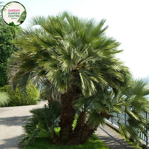 Alt text: Trachycarpus fortunei, also known as the Windmill Palm, is a hardy palm tree with fan-shaped leaves and a slender trunk covered in rough fibers. This evergreen plant adds a tropical touch to gardens and landscapes, thriving in various climates and soil conditions.