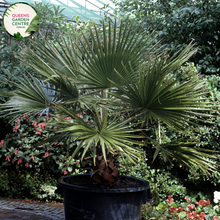 Load image into Gallery viewer, Alt text: Trachycarpus fortunei, also known as the Windmill Palm, is a hardy palm tree with fan-shaped leaves and a slender trunk covered in rough fibers. This evergreen plant adds a tropical touch to gardens and landscapes, thriving in various climates and soil conditions.
