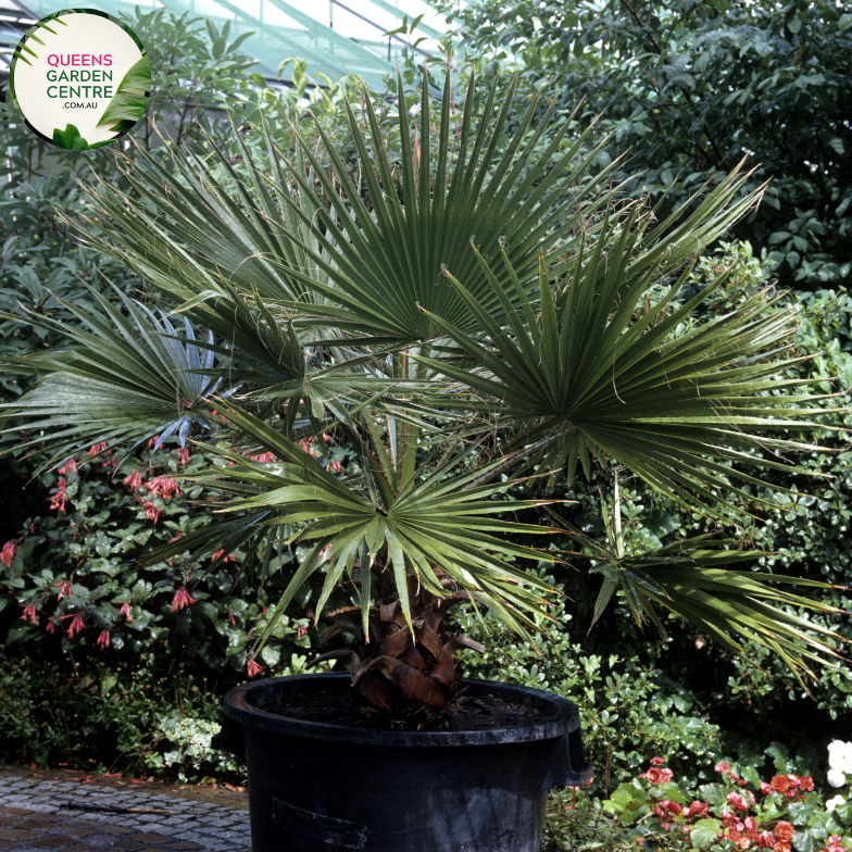 Alt text: Trachycarpus fortunei, also known as the Windmill Palm, is a hardy palm tree with fan-shaped leaves and a slender trunk covered in rough fibers. This evergreen plant adds a tropical touch to gardens and landscapes, thriving in various climates and soil conditions.