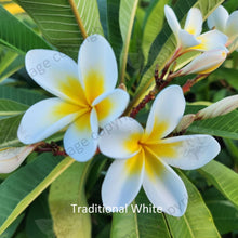 Load image into Gallery viewer, Close-up of Traditional White Frangipani: A detailed close-up image showcasing the beauty of the Traditional White Frangipani flower. The petals are a pristine white color, with a smooth texture and gentle curves. Each petal displays subtle lines and ridges, adding depth and dimension to the bloom. The center of the flower features a cluster of yellow stamens, surrounded by a ring of small, delicate white filaments. The image highlights the purity and elegance of this classic Frangipani variety up close.
