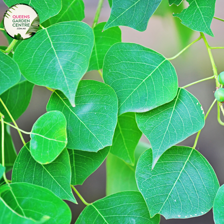 Close-up of a Triadica sebifera (syn. Sapium sebiferum) Chinese Tallow plant. The image showcases vibrant, heart-shaped leaves with serrated edges and a glossy, deep green surface. Each leaf is arranged alternately along the branches, creating a lush and dense foliage.