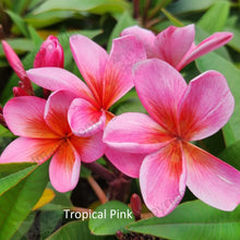 Load image into Gallery viewer, Alt text: Frangipani Tropical Pink, scientifically known as Plumeria rubra, features vibrant pink flowers with yellow centers against glossy green foliage. This tropical plant, also known as Temple Tree, adds a splash of color and a sweet fragrance to gardens and landscapes in warm climates.
