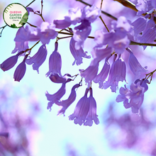 Load image into Gallery viewer, Jacaranda Mimosifolia
