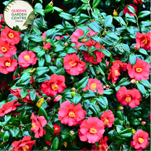Load image into Gallery viewer, Close-up of Camellia sasanqua flowers, highlighting their delicate petals in shades of white and pink, surrounded by glossy dark green leaves, showcasing the plant's beauty and seasonal charm.
