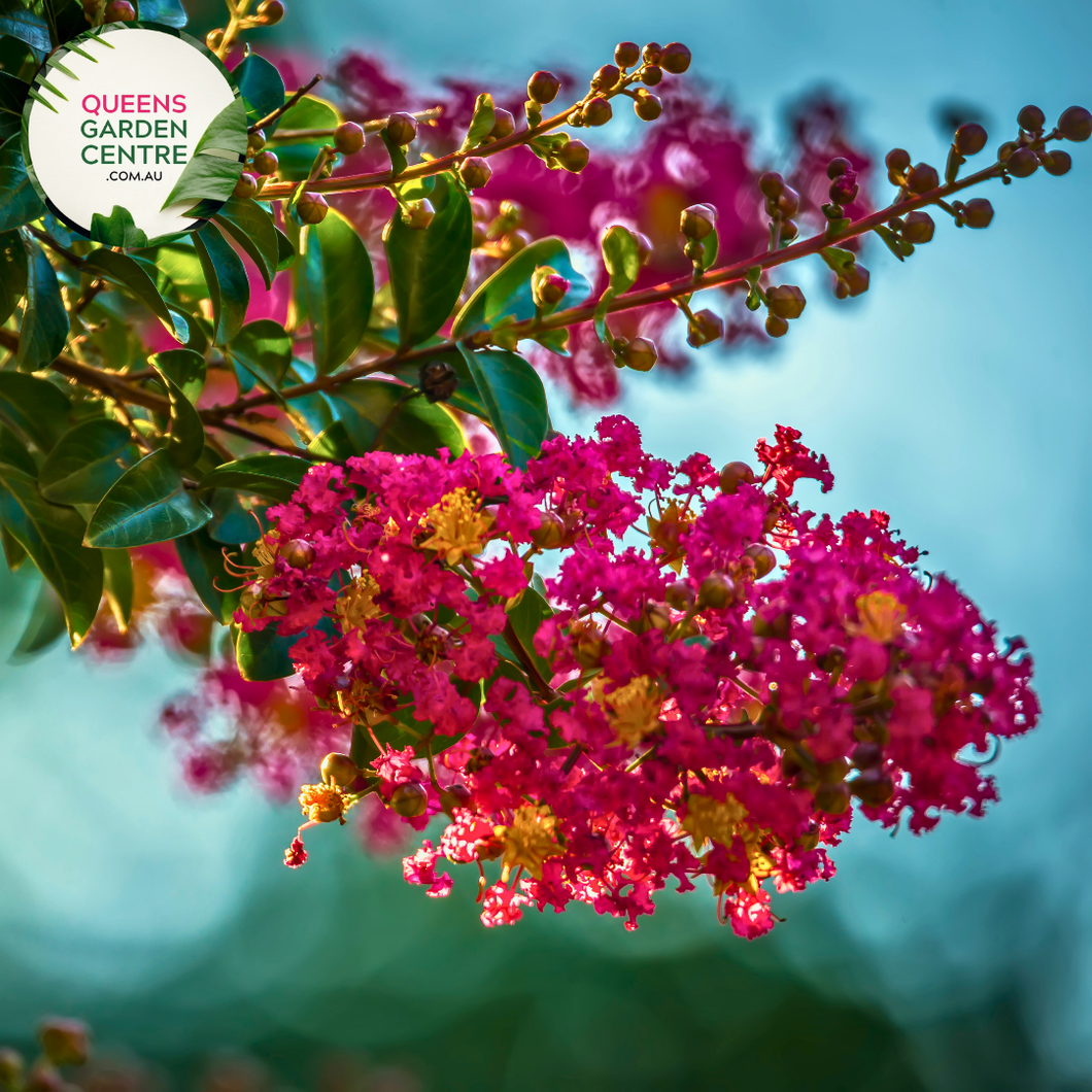 Lagerstroemia Miami Crepe Myrtle