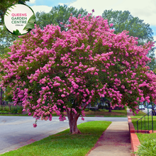 Load image into Gallery viewer, Lagerstroemia Hopi Crepe Myrtle
