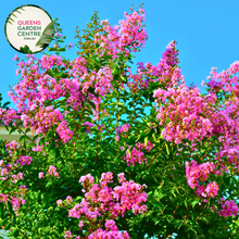 Load image into Gallery viewer, Lagerstroemia Hopi Crepe Myrtle
