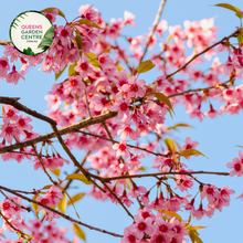 Load image into Gallery viewer, Prunus Pink Cascade
