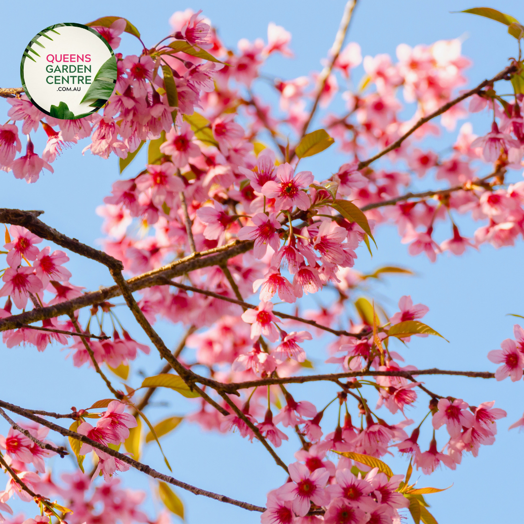 Prunus Pink Cascade