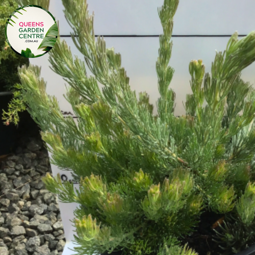 Close-up of Adenanthos Silver Lining PMA leaves, showcasing their unique silvery-green coloration and fine, needle-like texture, perfect for adding contrast and interest to garden landscapes
