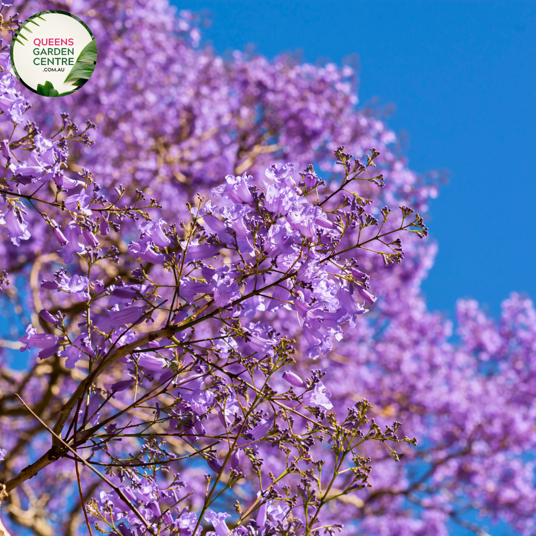 Jacaranda Mimosifolia