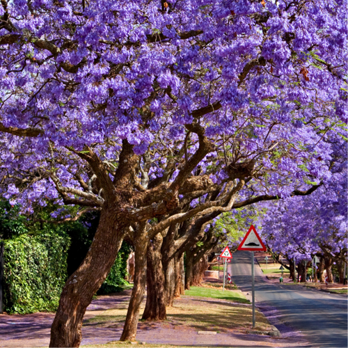 Jacaranda Mimosifolia