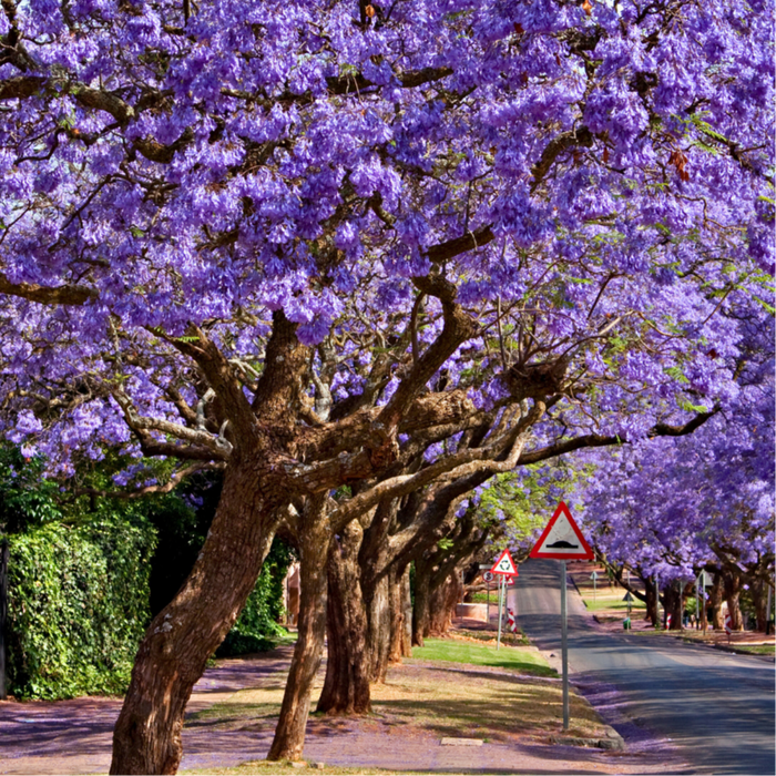 Jacaranda Mimosifolia