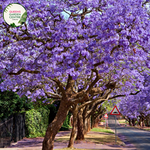 Load image into Gallery viewer, Jacaranda Mimosifolia
