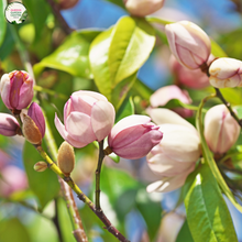 Load image into Gallery viewer, Magnolia &#39;Fairy Blush&#39;
