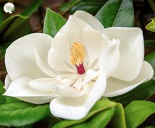 Load image into Gallery viewer, Magnolia &#39;Fairy Cream&#39;
