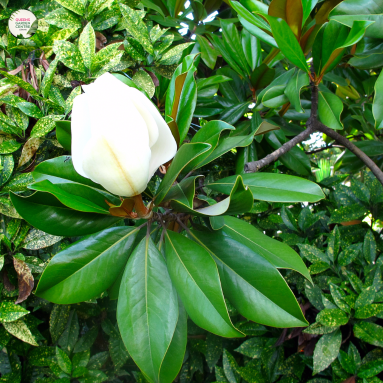 Magnolia 'Fairy Cream'