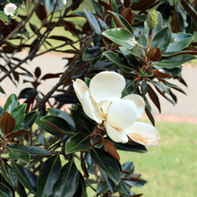 Load image into Gallery viewer, Magnolia &#39;Fairy White&#39;
