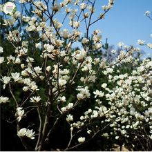 Load image into Gallery viewer, Magnolia &#39;Fairy White&#39;
