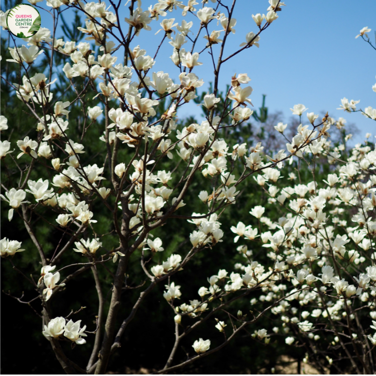 Magnolia 'Fairy White'