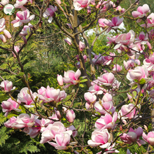 Load image into Gallery viewer,  Close-up of a Magnolia &#39;Pink Bouquet&#39; plant. The image highlights large, vibrant pink flowers with multiple overlapping petals that form a cup-like shape. The petals are a rich pink color with a slightly lighter shade towards the edges, and they have a smooth, velvety texture. At the center of each flower, a cluster of yellow stamens is visible, adding a contrasting focal point. 
