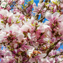 Load image into Gallery viewer,  Close-up of a Magnolia &#39;Pink Bouquet&#39; plant. The image highlights large, vibrant pink flowers with multiple overlapping petals that form a cup-like shape. The petals are a rich pink color with a slightly lighter shade towards the edges, and they have a smooth, velvety texture. At the center of each flower, a cluster of yellow stamens is visible, adding a contrasting focal point. 
