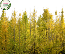 Load image into Gallery viewer, Close-up of Gingko Biloba plant with fan-shaped leaves and vibrant green coloration.
