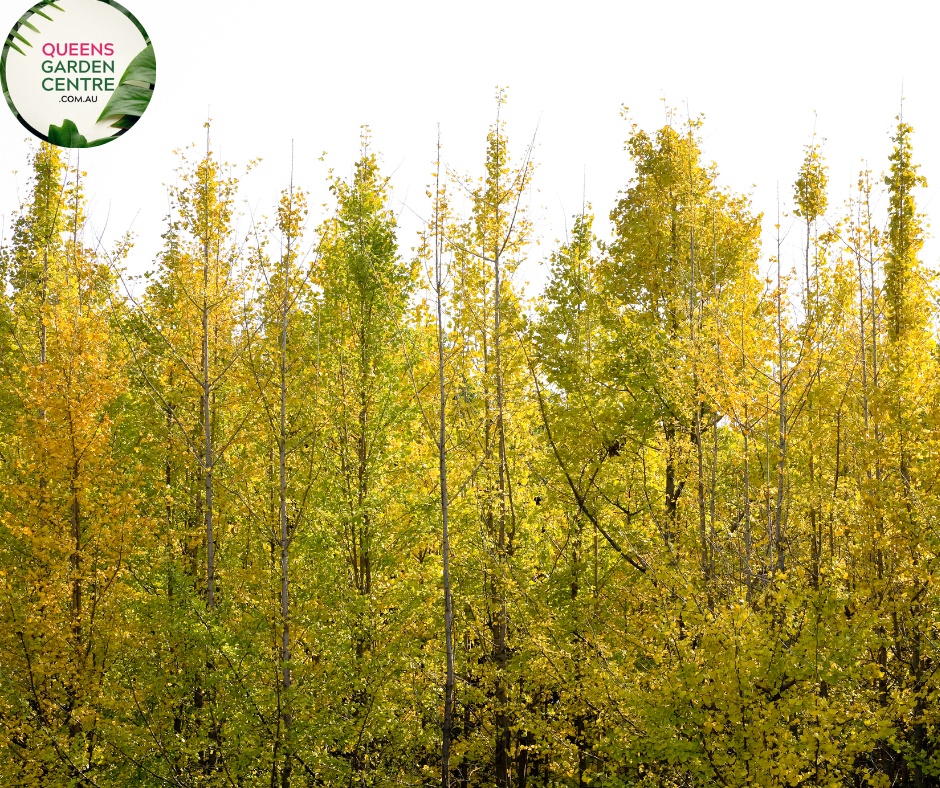 Close-up of Gingko Biloba plant with fan-shaped leaves and vibrant green coloration.