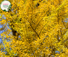 Load image into Gallery viewer, Close-up of Gingko Biloba plant with fan-shaped leaves and vibrant green coloration.
