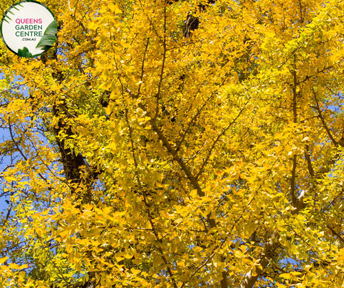 Close-up of Gingko Biloba plant with fan-shaped leaves and vibrant green coloration.