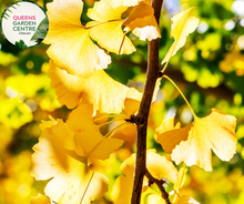 Load image into Gallery viewer, Close-up of Gingko Biloba plant with fan-shaped leaves and vibrant green coloration.
