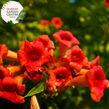 Load image into Gallery viewer, Aeschynanthus Close-up photo of an Aeschynanthus Radicans plant, commonly known as Lipstick Plant, displaying its vibrant flowers and glossy foliage. The plant features trailing vines with shiny, dark green leaves. Hanging from the vines are clusters of tubular, fiery red flowers that resemble lipsticks, hence the name
