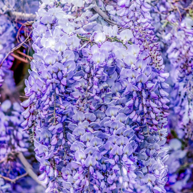 Wisteria sinensis Chinese Wisteria