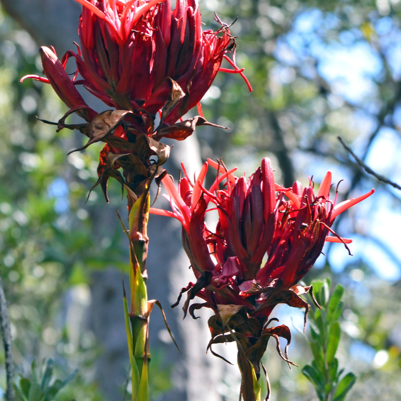 Doryanthes Excelsa