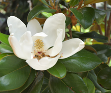 Load image into Gallery viewer, Magnolia Grandiflora &#39;Teddy Bear&#39;
