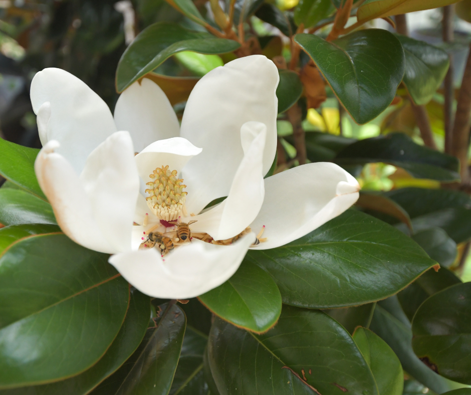 Magnolia Grandiflora 'Teddy Bear'